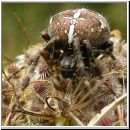 Araneus diadematus - Gartenkreuzspinne 09.jpg